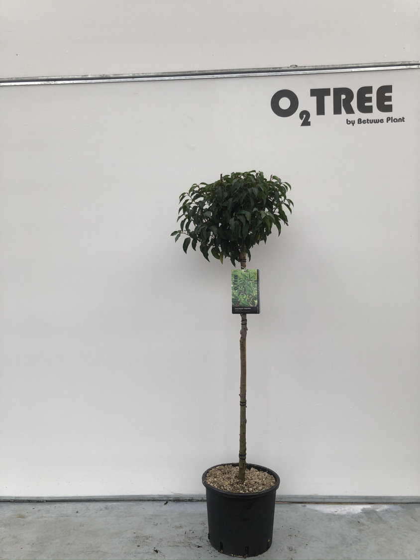 prunus-lusitanica--angustifolia--c10-90cm