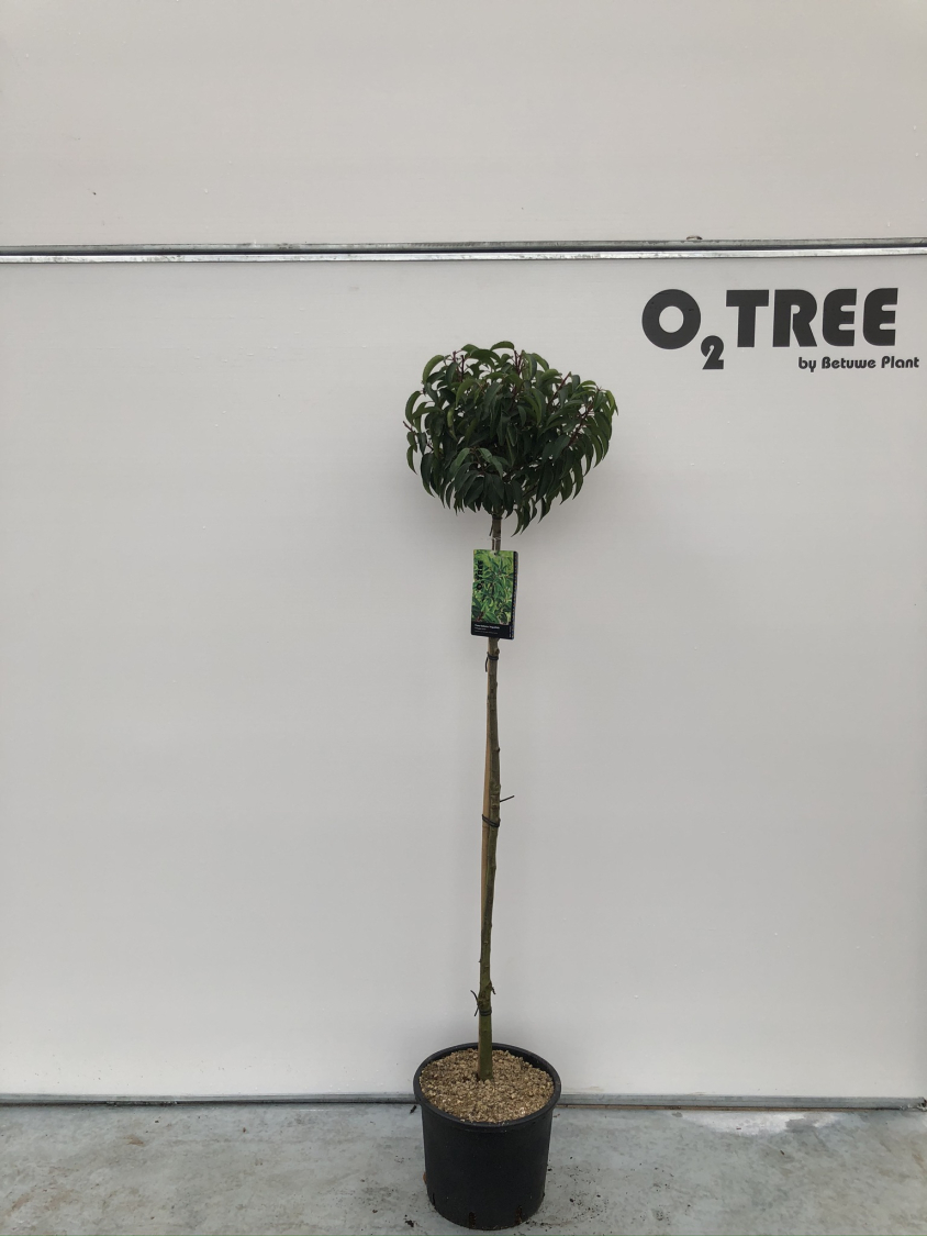 prunus-lusitanica--angustifolia--c12-120cm