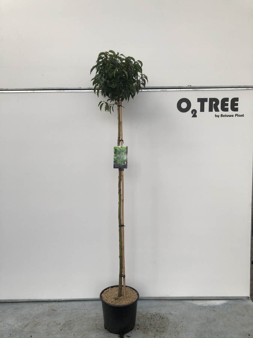 prunus-lusitanica--angustifolia--c15-150cm