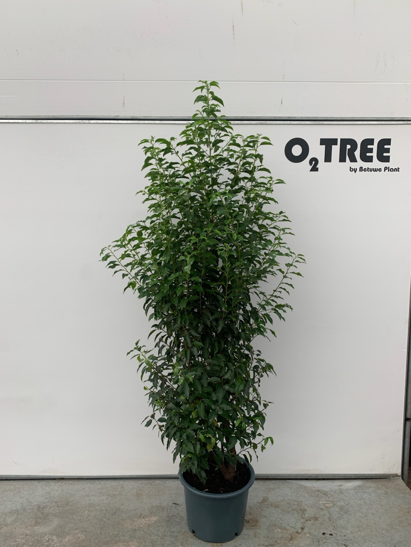 prunus-lusitanica--angustifolia--c20-175-200-multistam