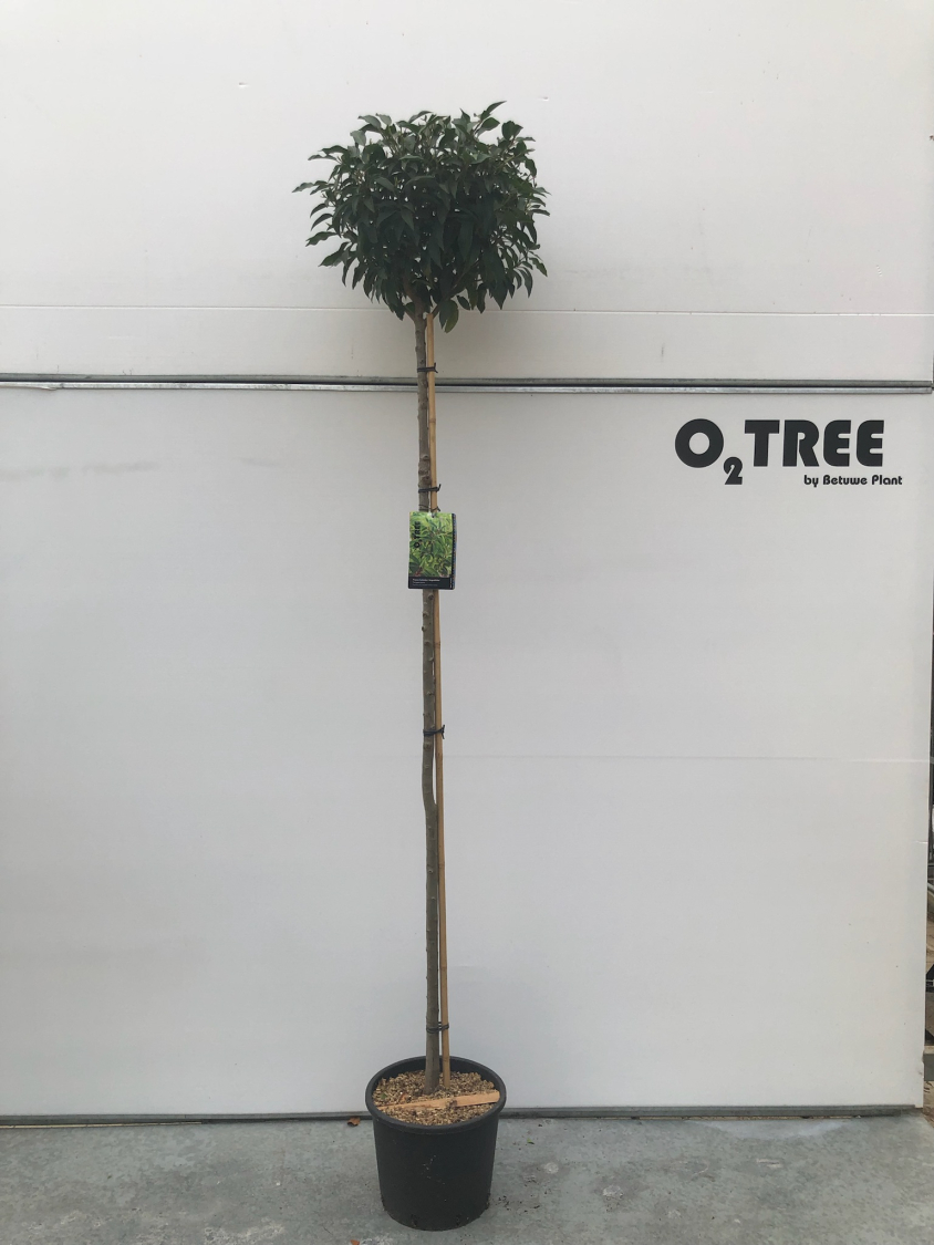 prunus-lusitanica--angustifolia--c20-6-8-10-180cm