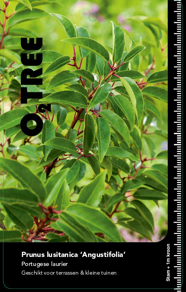 prunus-lusitanica-angustifolia