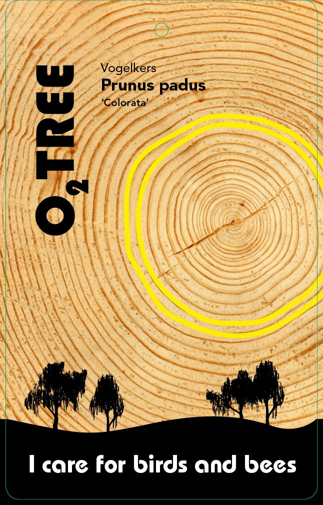 prunus-padus-colorata-thema