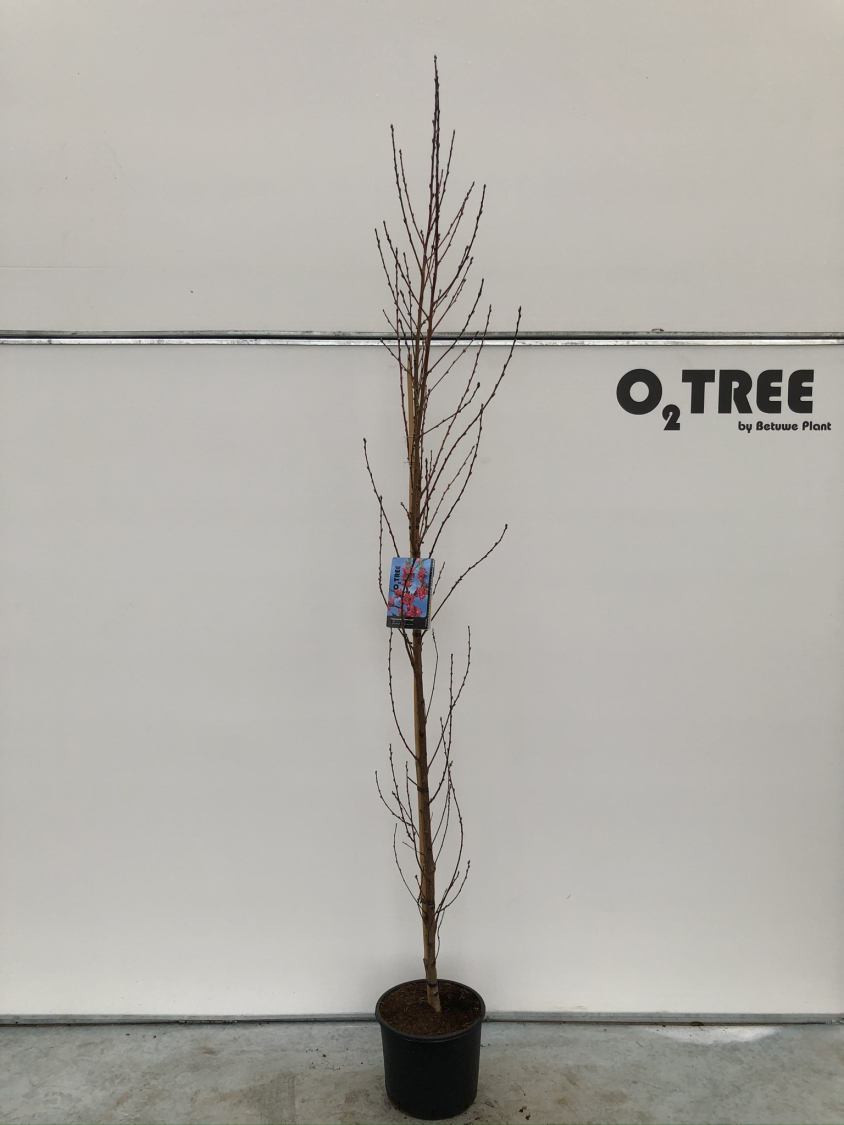 prunus-persica--terute-beni---rood--c10-200-250--2-