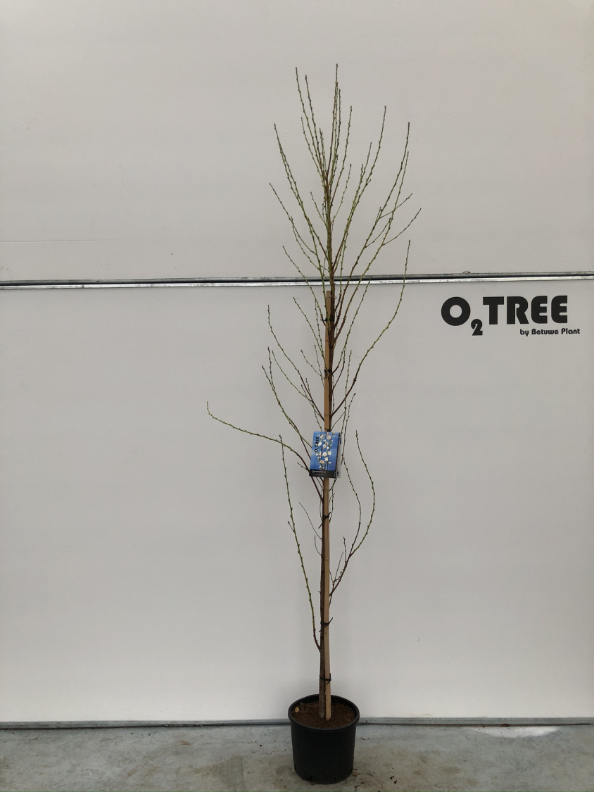 prunus-persica--terute-shiro---wit--c10-200-250--2-