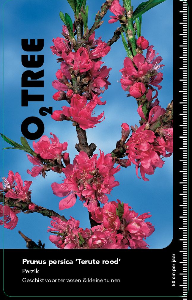 prunus-persica-terute-rood