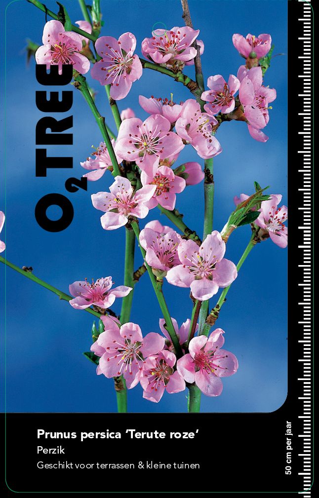 prunus-persica-terute-roze
