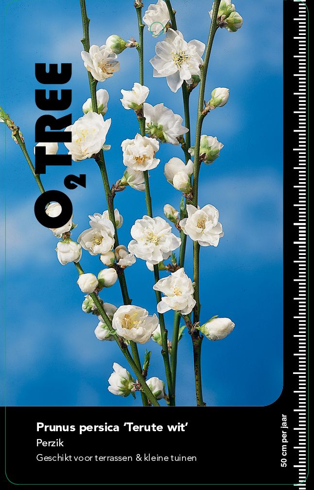 prunus-persica-terute-wit