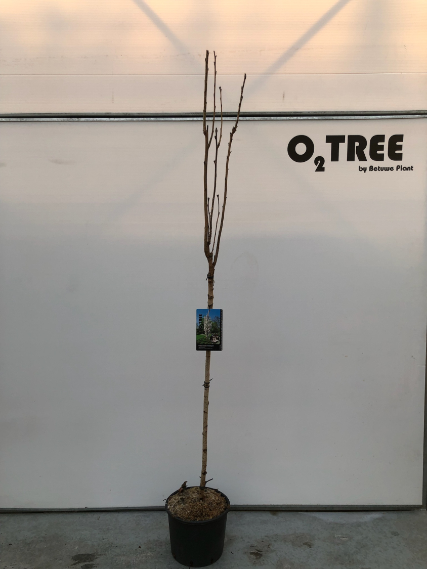 prunus-serrulata--amanogawa--c10-120cm