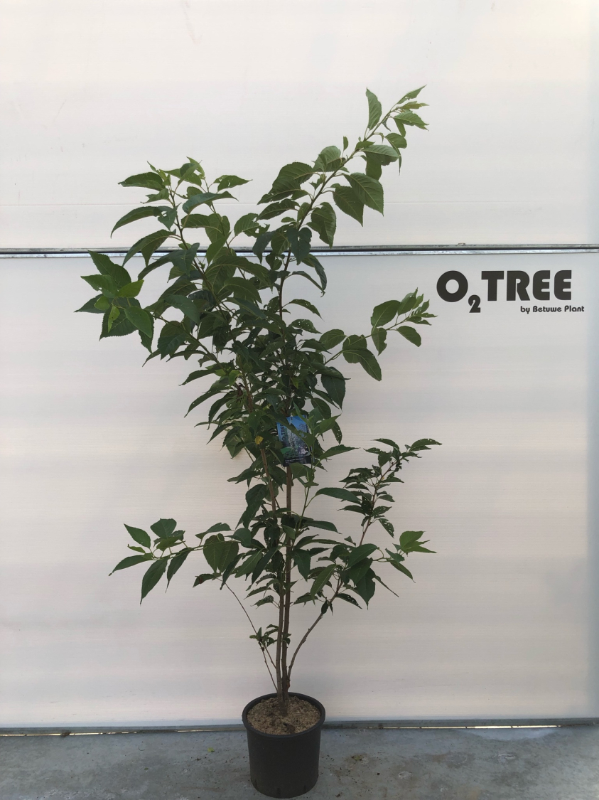 prunus-serrulata--amanogawa--c12-175-200-250