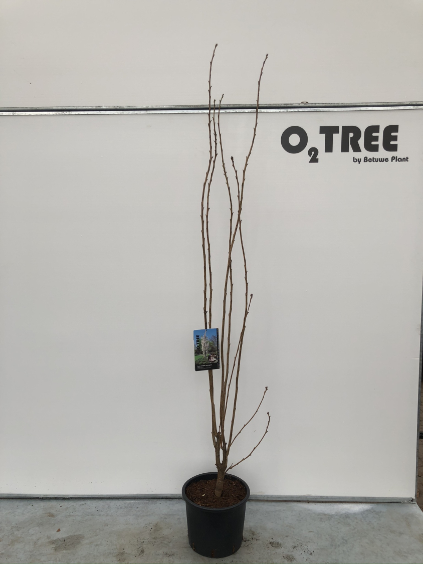 prunus-serrulata--amanogawa--c12-175-200