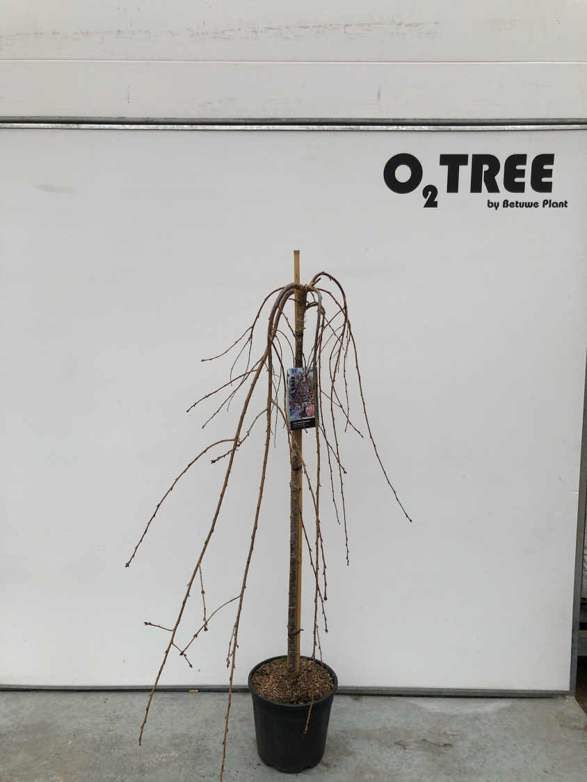 prunus-serrulata--kiku-shidare--c10-120cm--3-