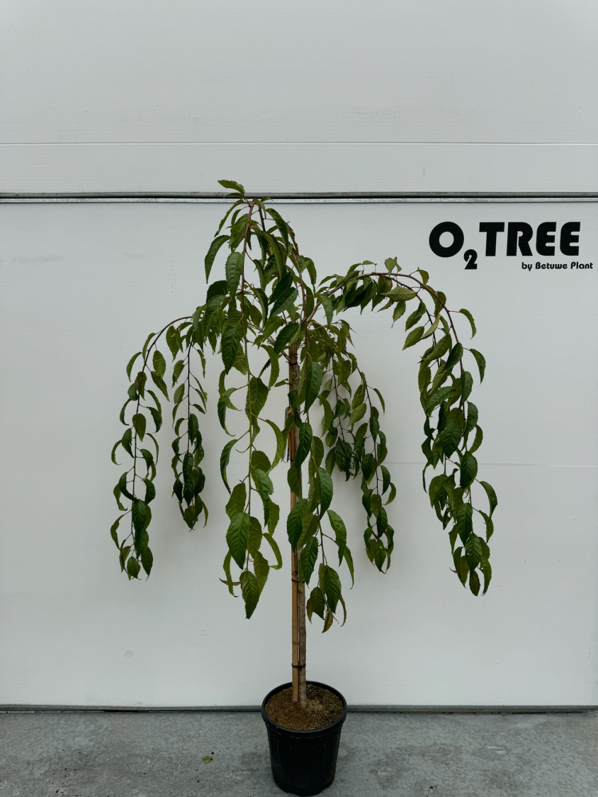 prunus-serrulata--kiku-shidare--c10-120cm--4-