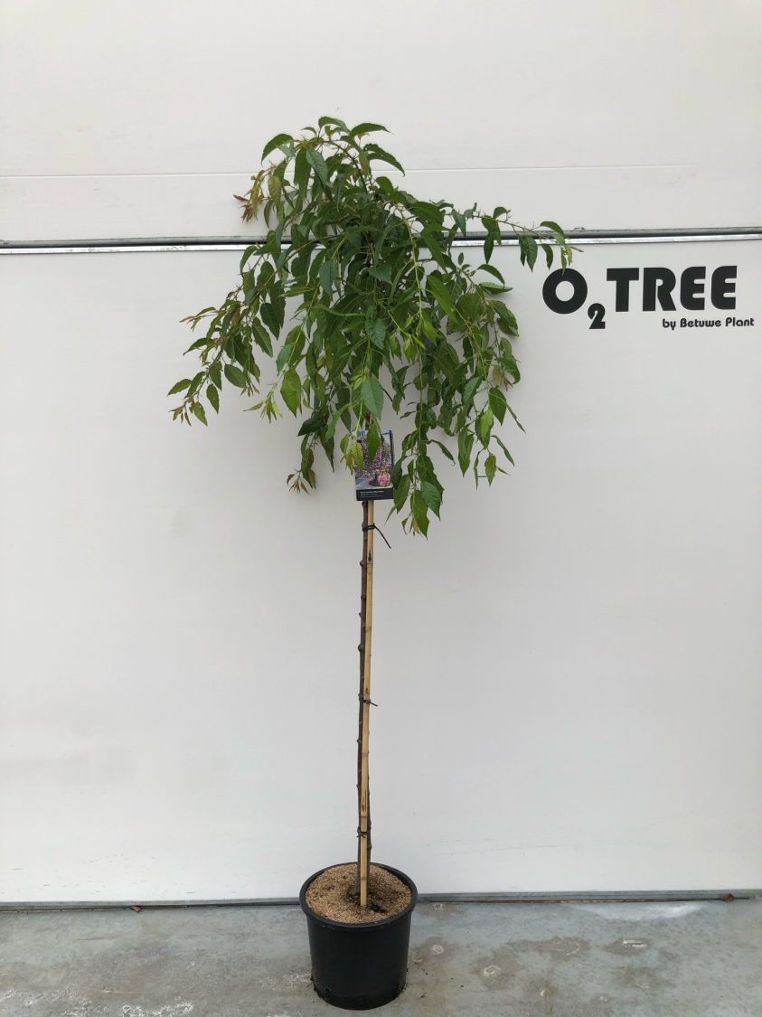 prunus-serrulata--kiku-shidare--c15-150cm