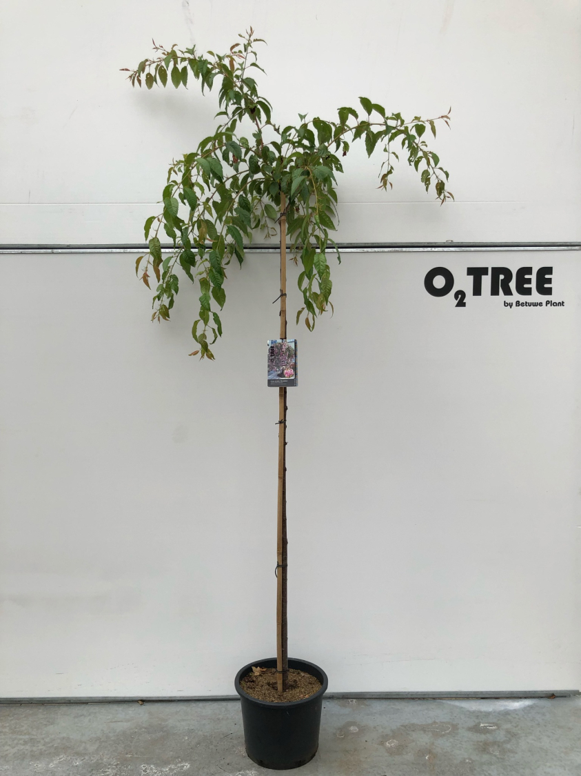 prunus-serrulata--kiku-shidare--c20-8-10-180cm