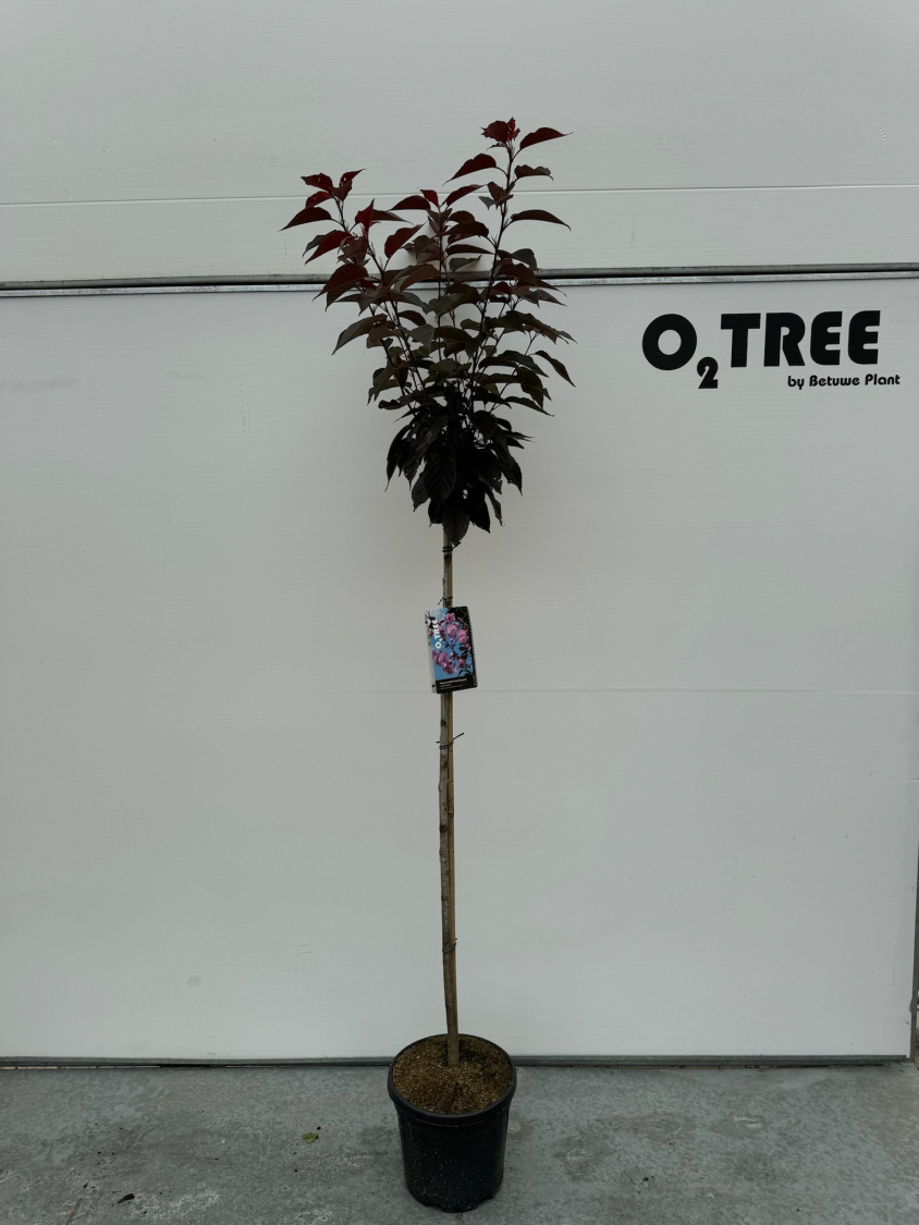prunus-serrulata--royal-burgundy--c10-120cm--3-