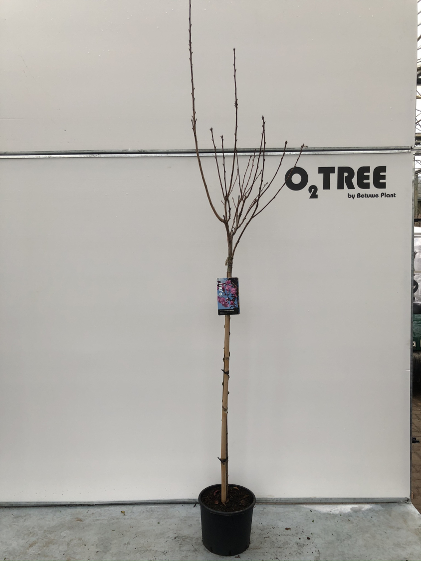 prunus-serrulata--royal-burgundy--c10-120cm