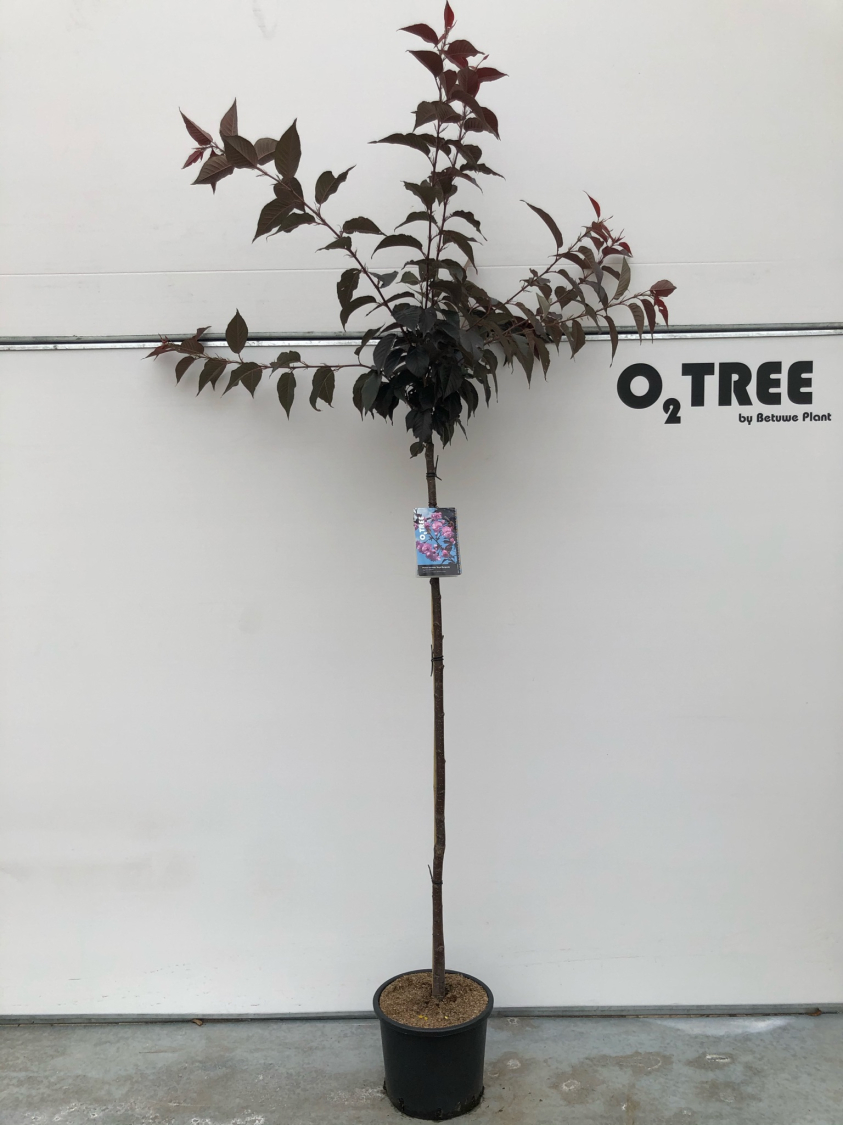 prunus-serrulata--royal-burgundy--c15-150cm
