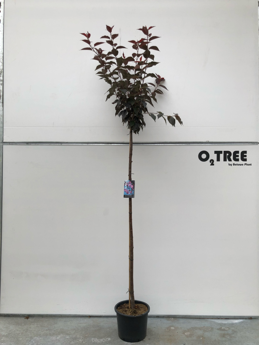 prunus-serrulata--royal-burgundy--c20-8-10-12-180cm