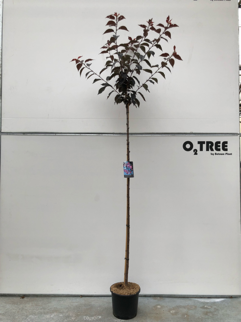 prunus-serrulata--royal-burgundy--c20-8-10-12-200cm