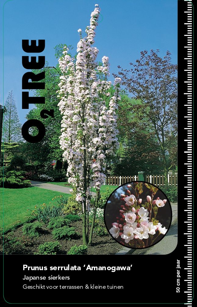 prunus-serrulata-amanogawa