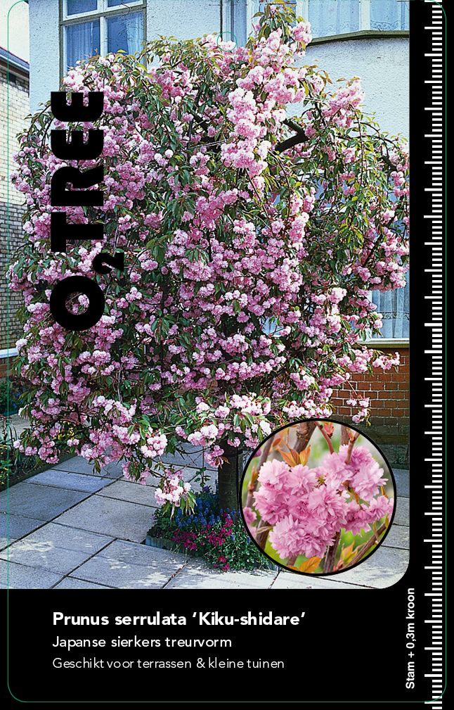 prunus-serrulata-kiku-shidare