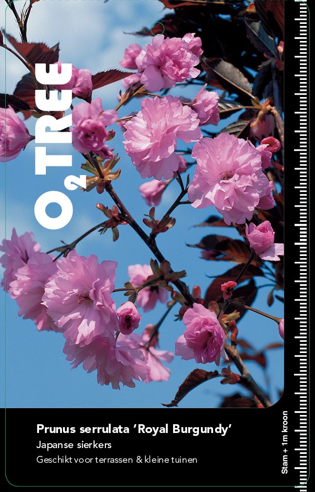 prunus-serrulata-royal-burgundy