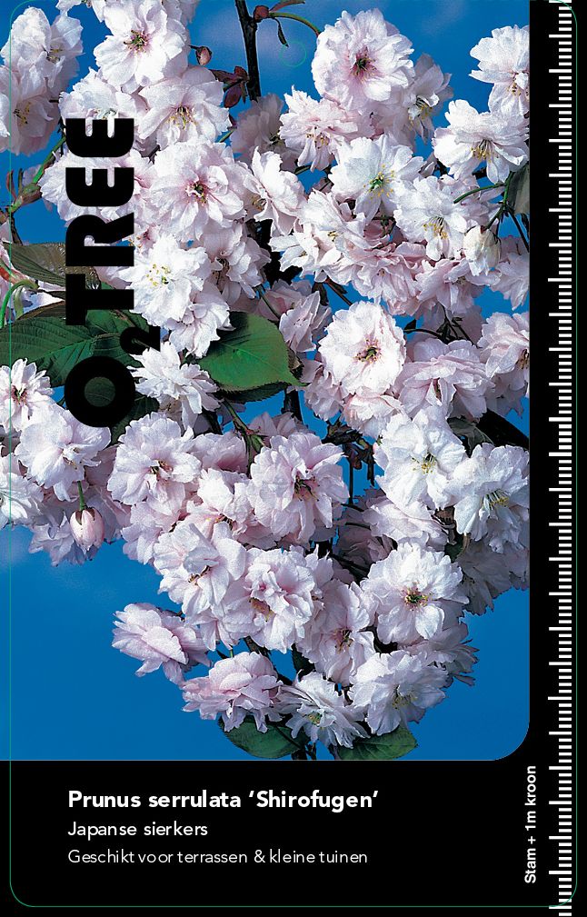 prunus-serrulata-shirofugen