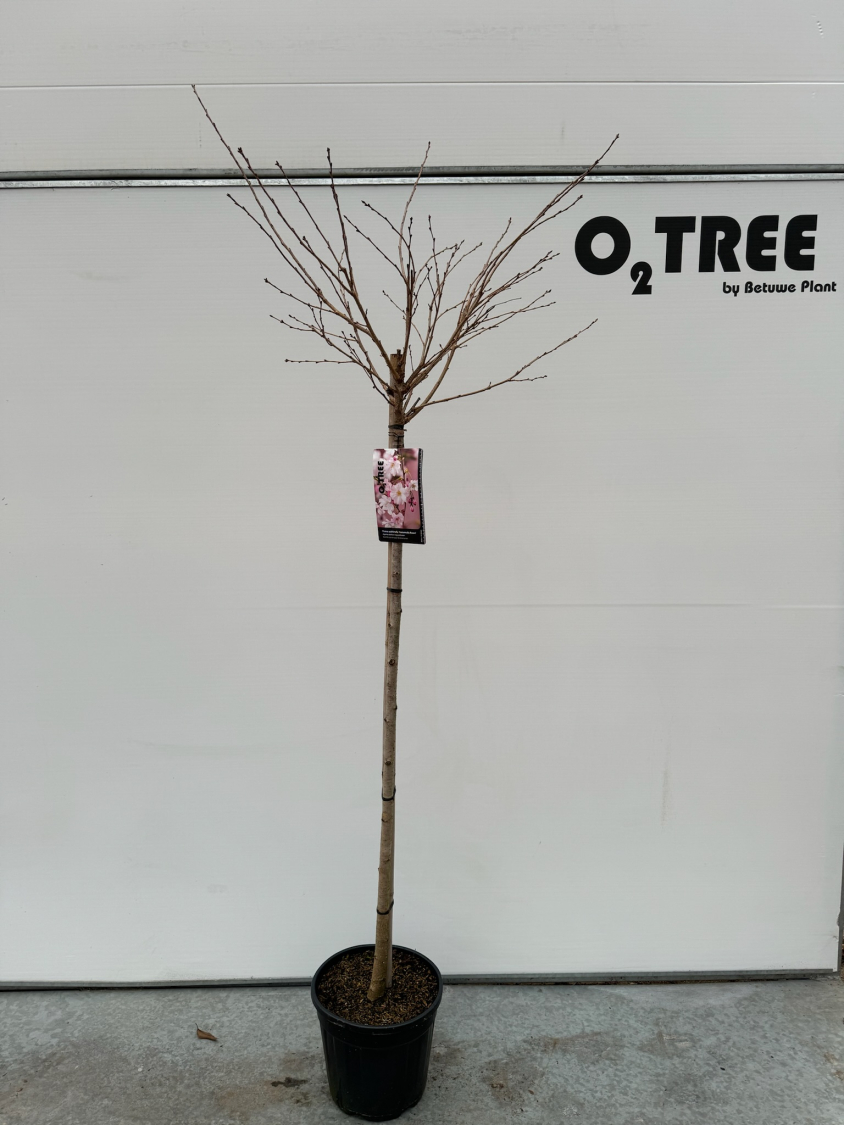 prunus-subhirtella--autumnalis-rosea--c10-120cm--3-