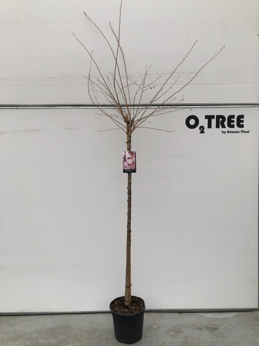 prunus-subhirtella--autumnalis-rosea--c15-150cm