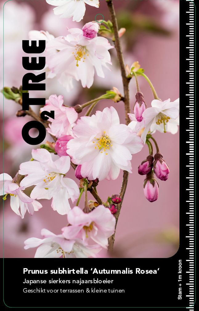 prunus-subhirtella-autumnalis-rosea