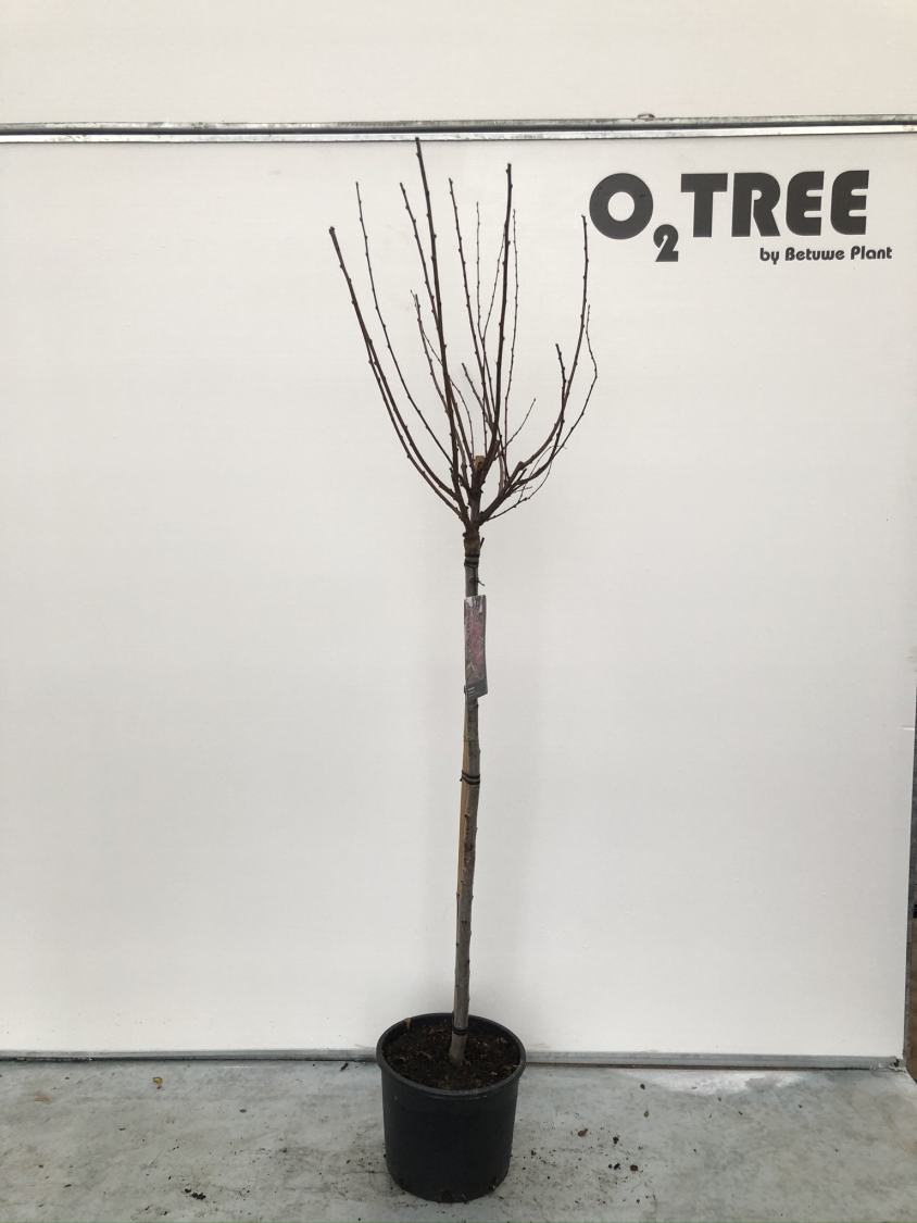 prunus-triloba-c10-120cm