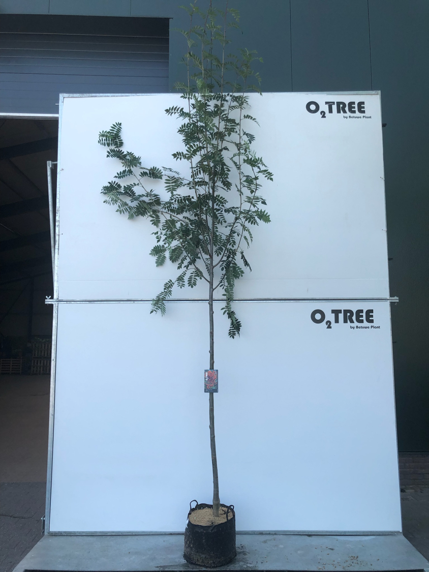 pyrus-calleryana--chanticleer--c25-8-10