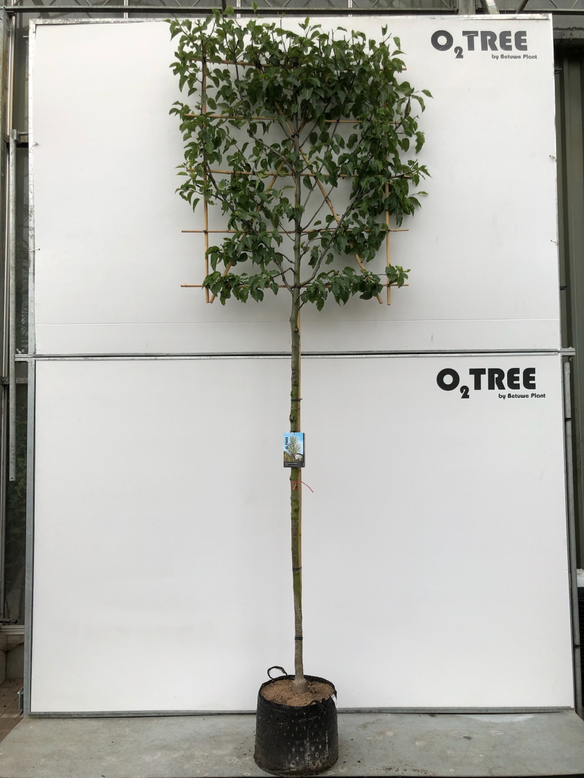 pyrus-calleryana--chanticleer--c35-10-12-14-leischerm