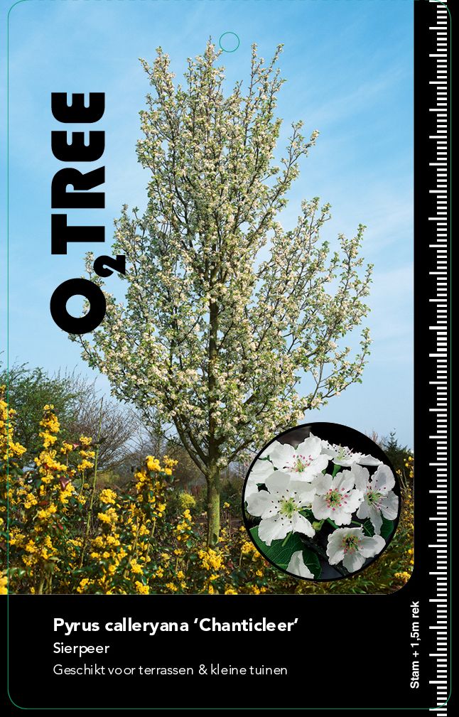 pyrus-calleryana-chanticleer-lei