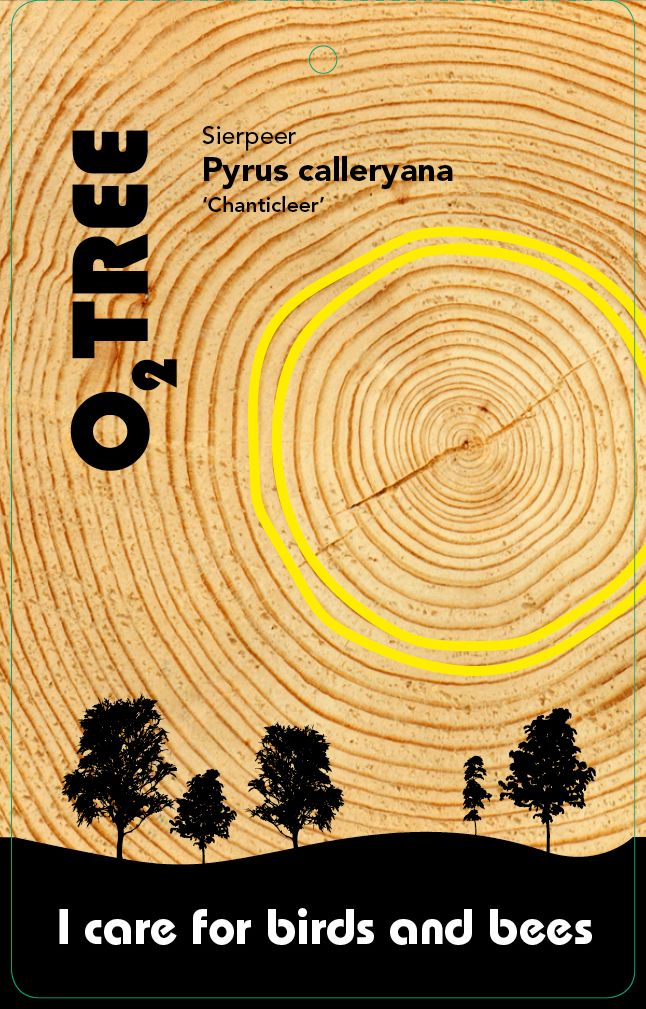 pyrus-calleryana-chanticleer-thema