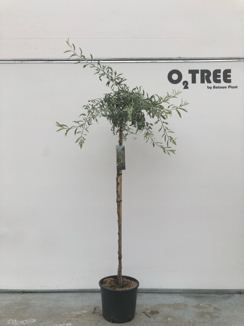 pyrus-salicifolia--pendula--c10-120cm--2-