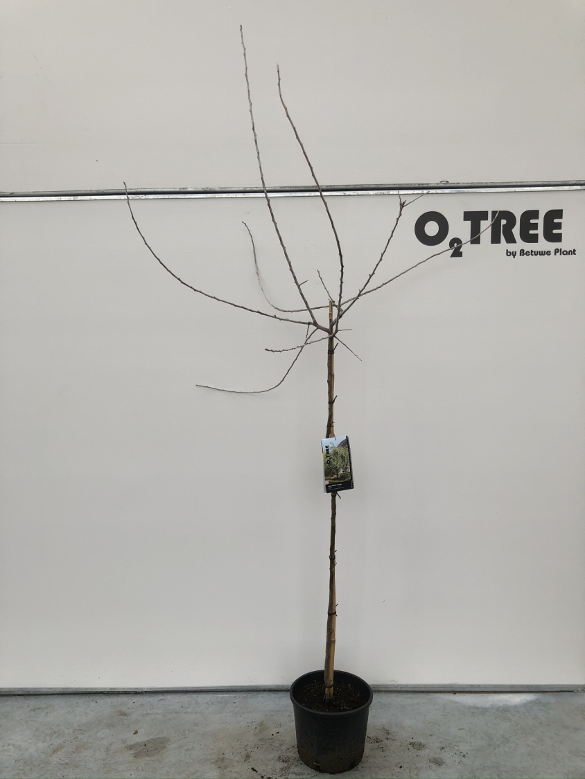 pyrus-salicifolia--pendula--c10-120cm