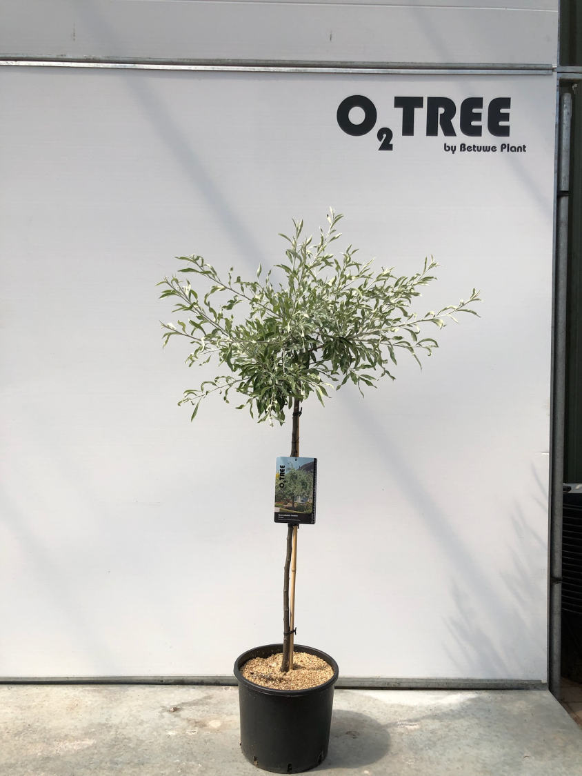 pyrus-salicifolia--pendula--c10-80cm