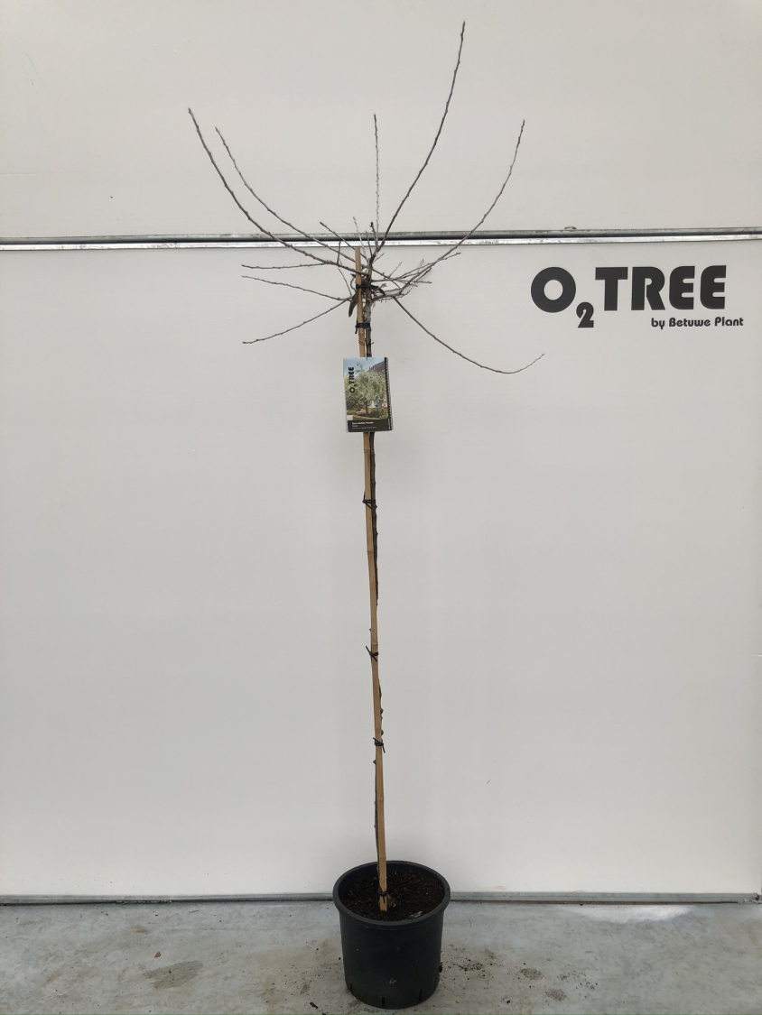 pyrus-salicifolia--pendula--c12-150cm