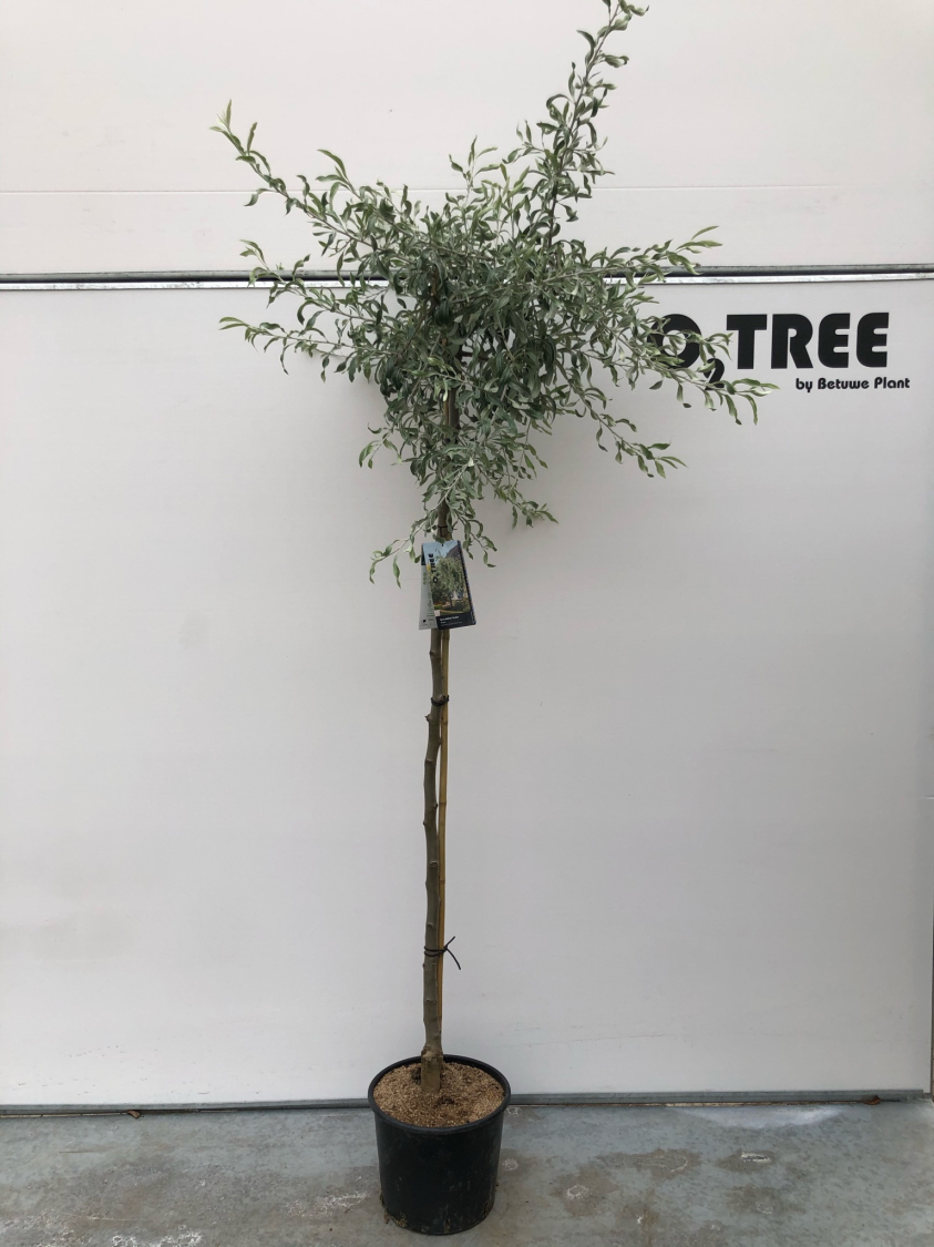 pyrus-salicifolia--pendula--c15-150cm