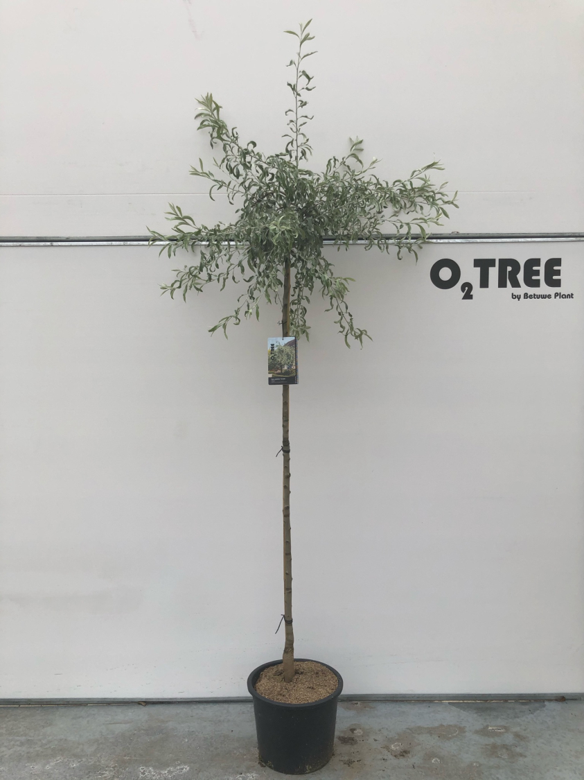 pyrus-salicifolia--pendula--c15-180cm--2-