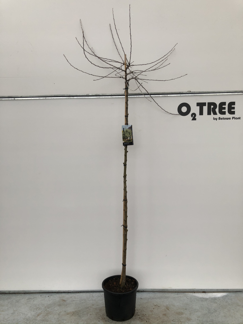 pyrus-salicifolia--pendula--c15-180cm