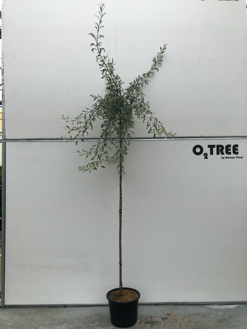 pyrus-salicifolia--pendula--c20-6-8-10-200cm