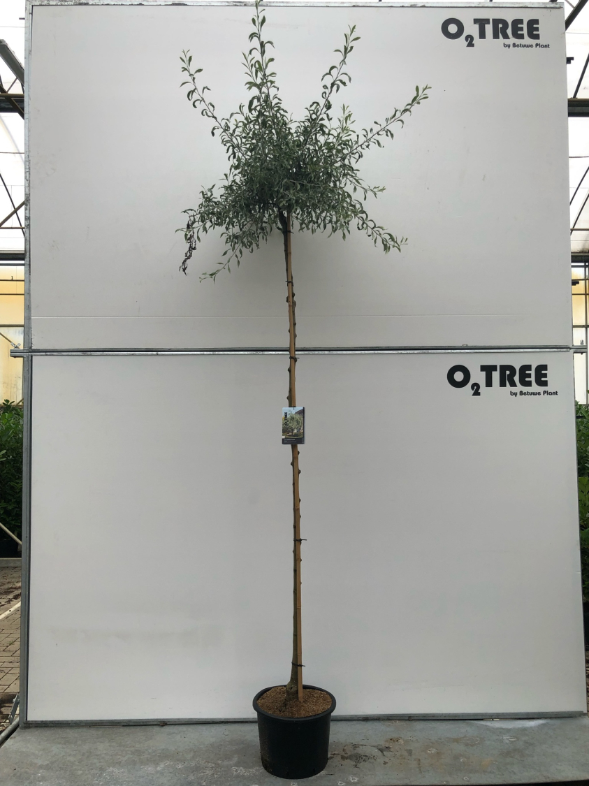 pyrus-salicifolia--pendula--c25-8-10-220cm