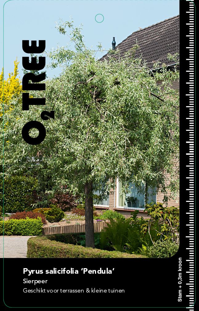 pyrus-salicifolia-pendula