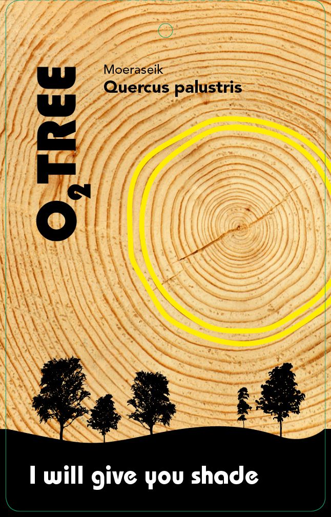 quercus-palustris-thema