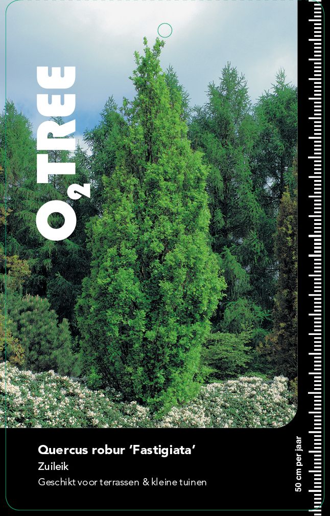 quercus-robur-fastigiata