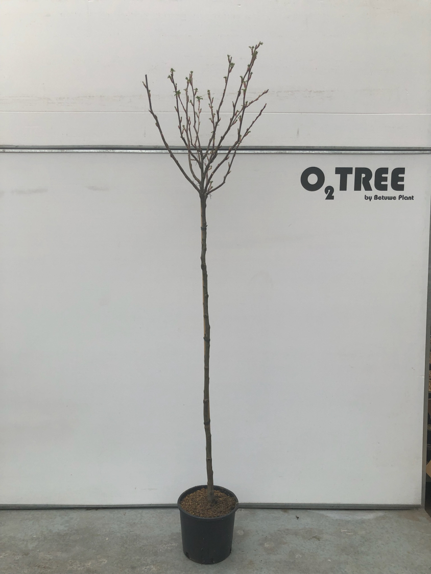 ribes-sanguineum--pulborough-scarlet--c15-150cm