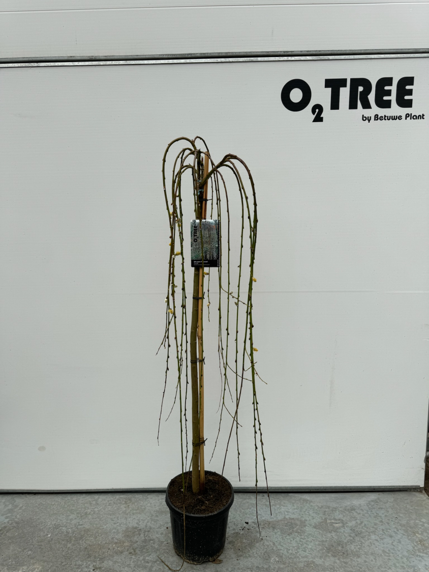 salix-caprea--kilmarnock--c10-120cm